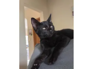 Gato raça SRD-ViraLata idade 2 a 6 meses nome Bruce