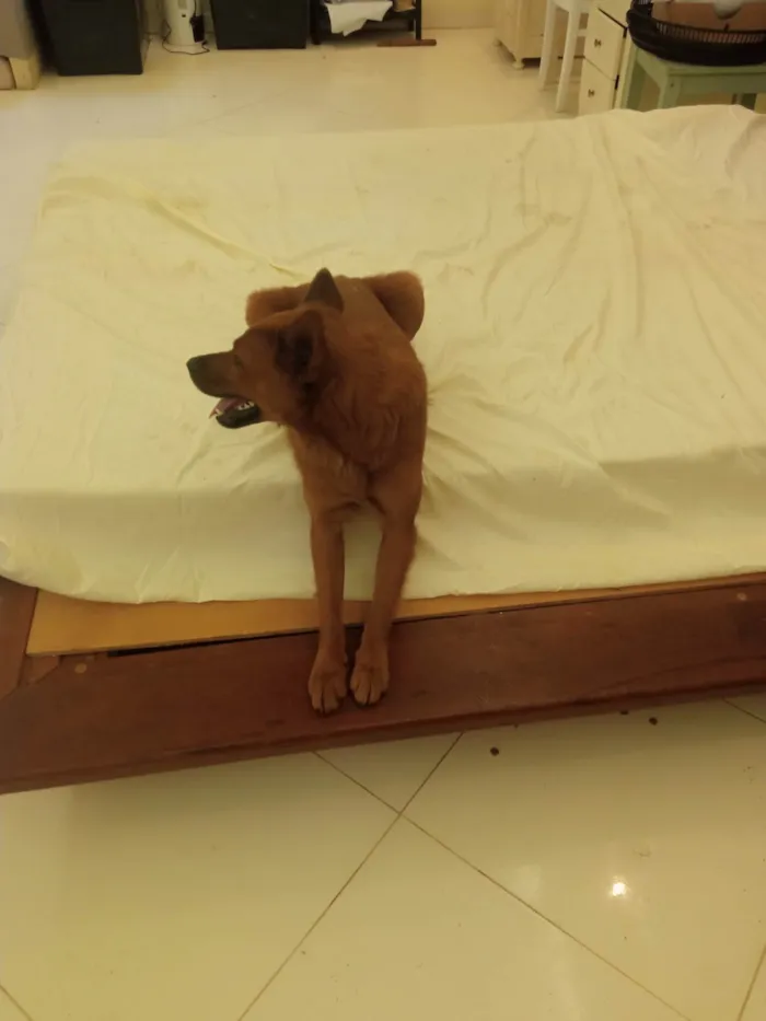 Cachorro ra a Chow Chow idade 1 ano nome Apollo