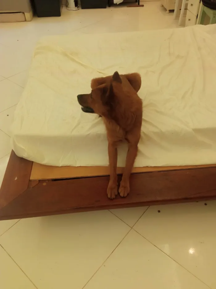 Cachorro ra a Chow Chow idade 1 ano nome Apollo