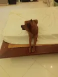 Apollo