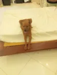 Apollo