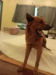 Apollo