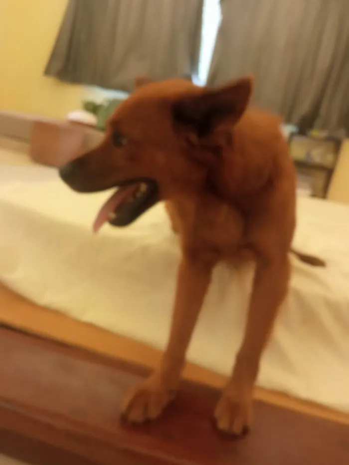 Cachorro ra a Chow Chow idade 1 ano nome Apollo