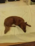 Apollo