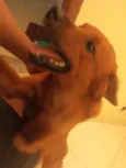 Apollo