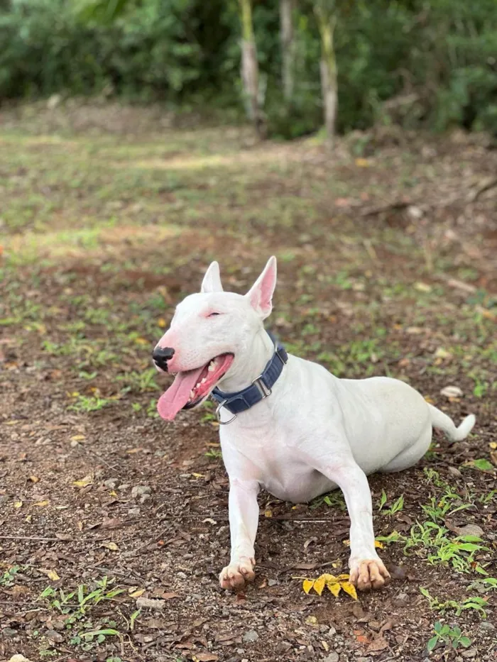 Cachorro ra a SRD-ViraLata idade 4 anos nome Luke