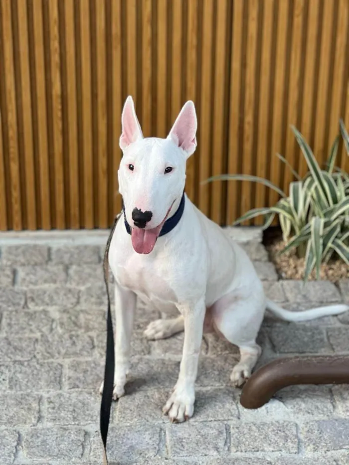 Cachorro ra a SRD-ViraLata idade 4 anos nome Luke