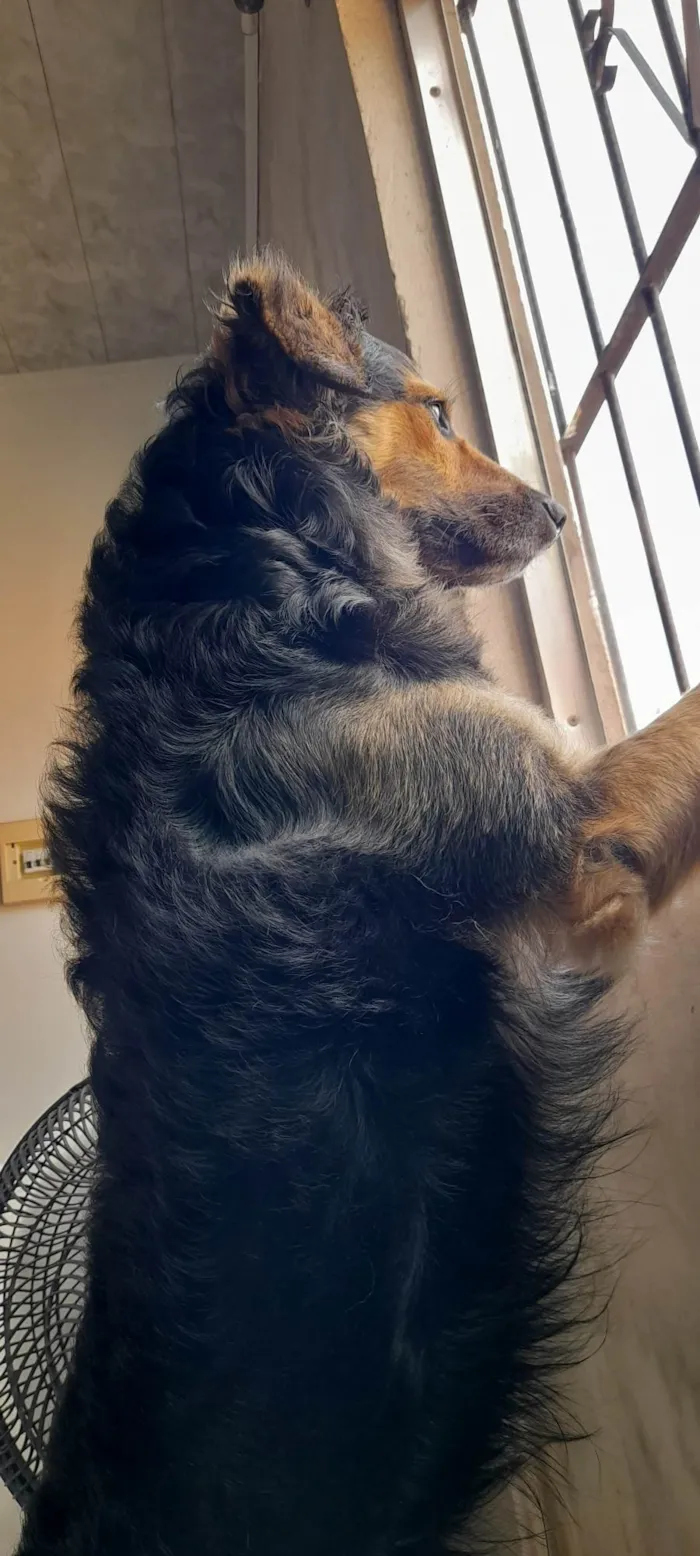 Cachorro ra a SRD-ViraLata idade 2 a 6 meses nome Rubens Marvão 