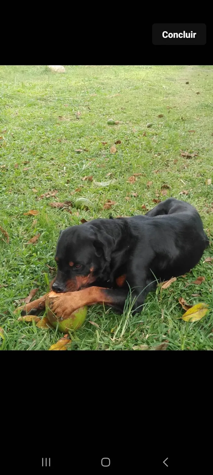 Cachorro ra a Rottweiler idade 7 a 11 meses nome Rot