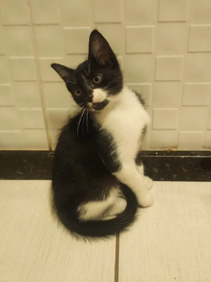 Gato ra a SRD-ViraLata idade 2 a 6 meses nome Link