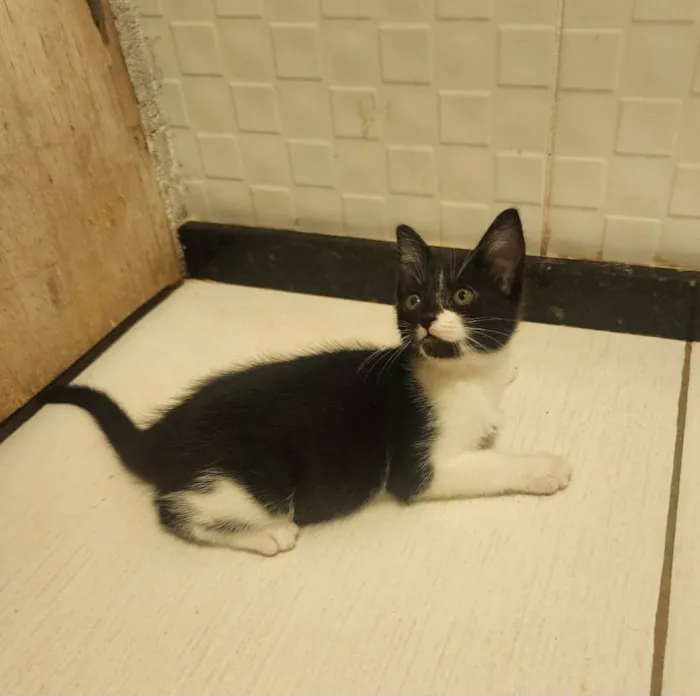 Gato ra a SRD-ViraLata idade 2 a 6 meses nome Link