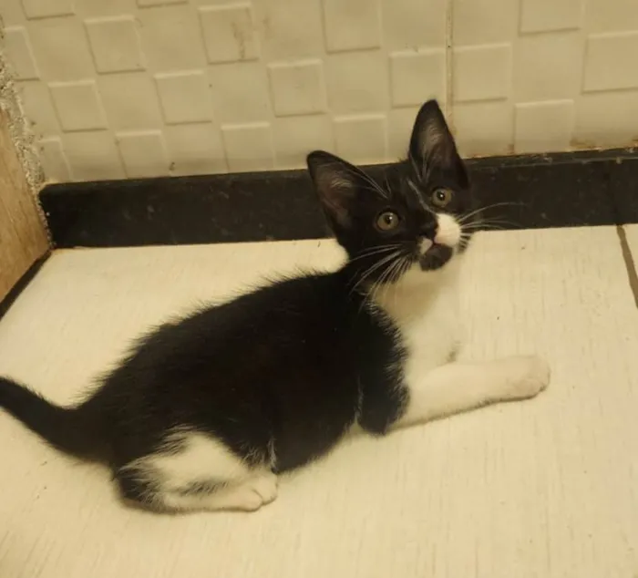 Gato ra a SRD-ViraLata idade 2 a 6 meses nome Link