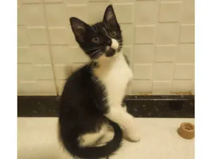 Gato raça SRD-ViraLata idade 2 a 6 meses nome Link