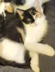 Zelda