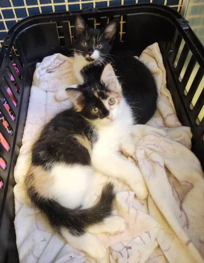 Gato ra a SRD-ViraLata idade 2 a 6 meses nome Zelda