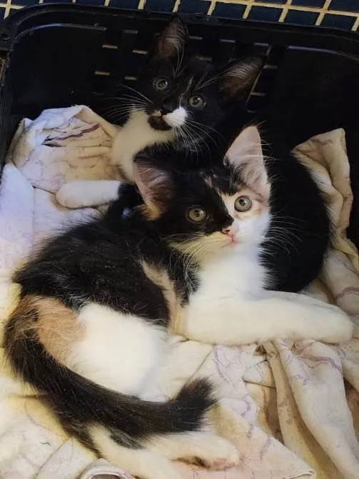 Gato ra a SRD-ViraLata idade 2 a 6 meses nome Zelda