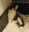 Zelda