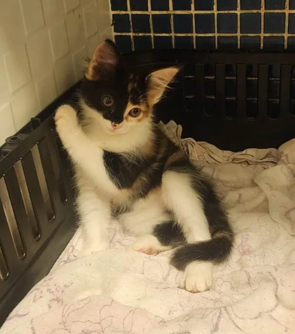 Gato ra a SRD-ViraLata idade 2 a 6 meses nome Zelda