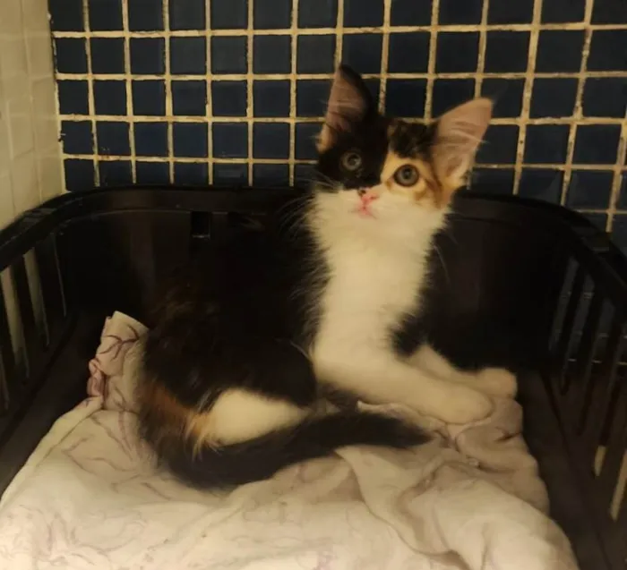 Gato ra a SRD-ViraLata idade 2 a 6 meses nome Zelda
