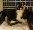 Zelda