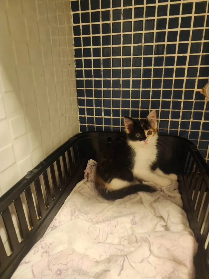 Gato ra a SRD-ViraLata idade 2 a 6 meses nome Zelda
