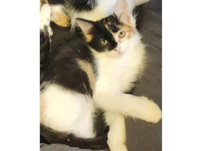Gato raça SRD-ViraLata idade 2 a 6 meses nome Zelda