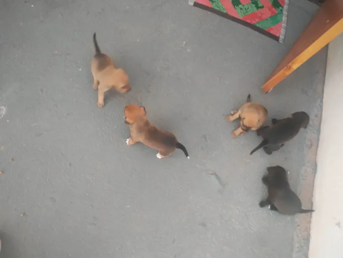 Cachorro ra a Basset-Cofap idade 2 a 6 meses nome Christian 