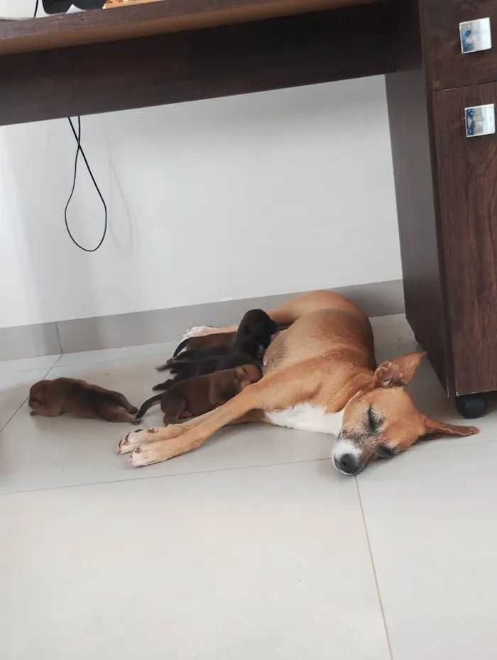 Cachorro ra a Basset-Cofap idade 2 a 6 meses nome Christian 