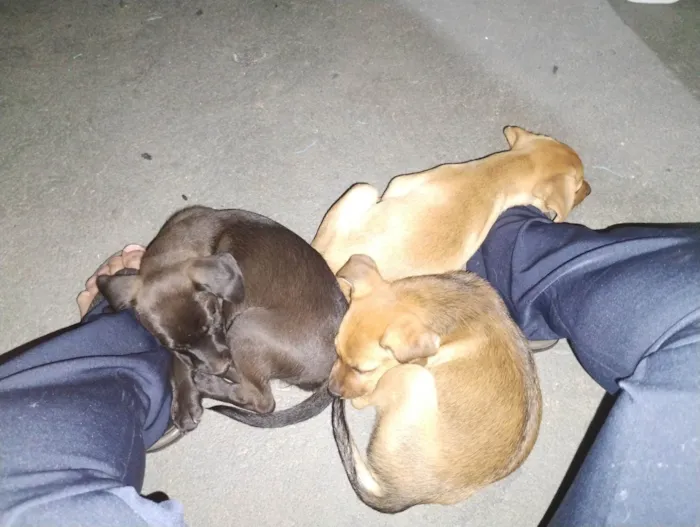 Cachorro ra a Basset-Cofap idade 2 a 6 meses nome Christian 