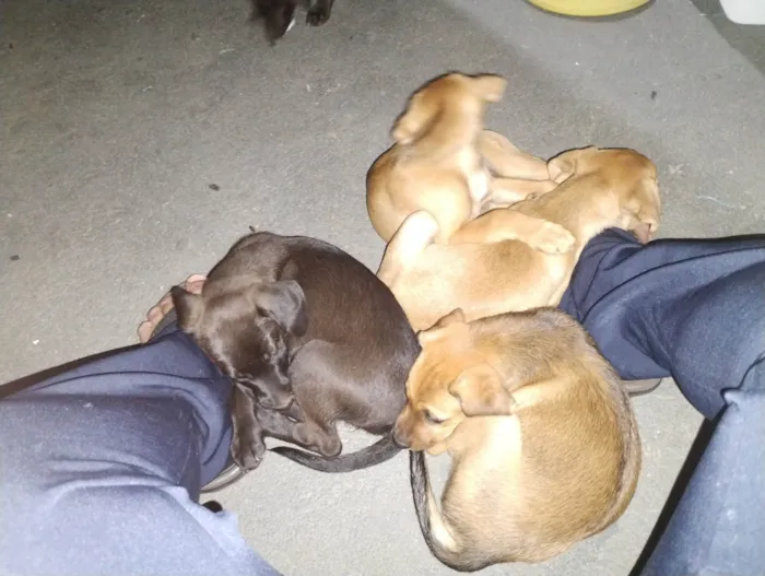 Cachorro ra a Basset-Cofap idade 2 a 6 meses nome Christian 