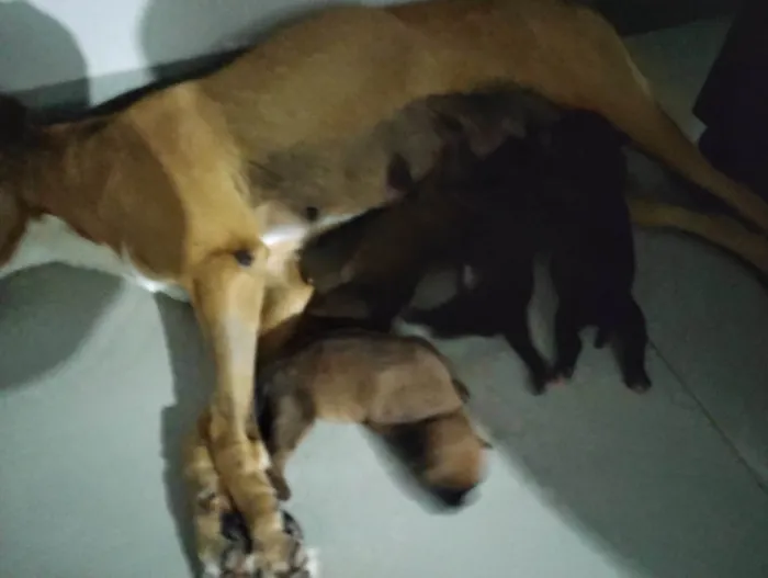 Cachorro ra a Basset-Cofap idade 2 a 6 meses nome Christian 