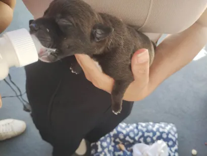 Cachorro raça Basset-Cofap idade 2 a 6 meses nome Christian 