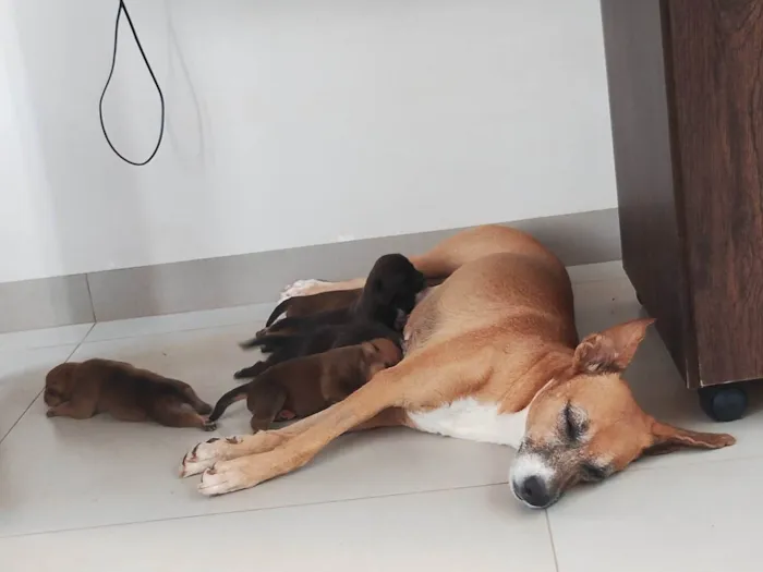 Cachorro ra a Basset-Cofap idade 2 a 6 meses nome Christian 