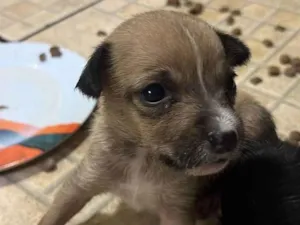 Cachorro raça SRD-ViraLata idade 2 a 6 meses nome Sol