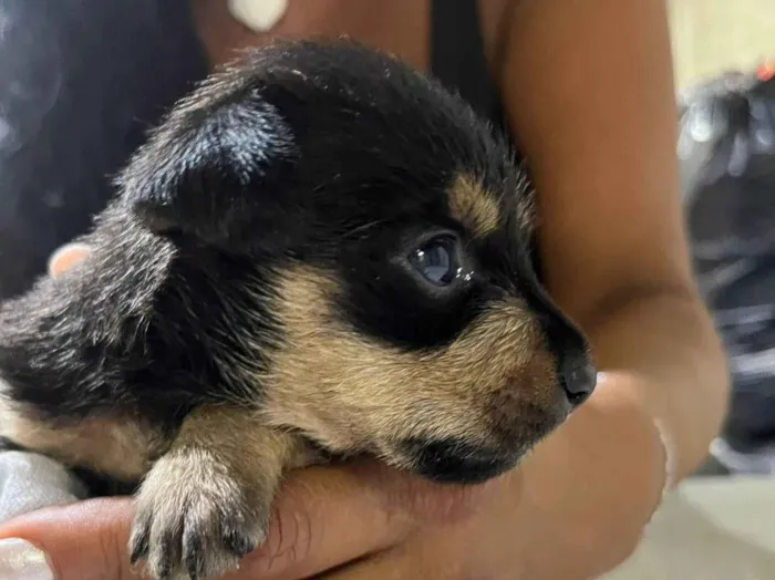 Cachorro ra a SRD-ViraLata idade Abaixo de 2 meses nome Beka