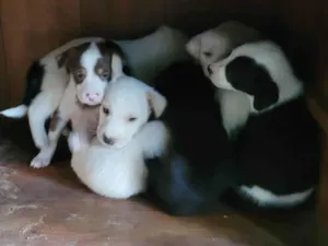 Cachorro raça SRD-ViraLata idade Abaixo de 2 meses nome Ninhada