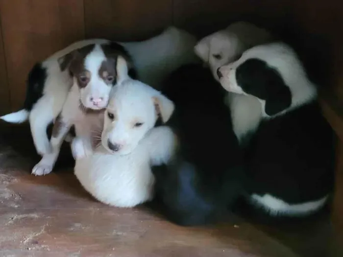 Cachorro ra a SRD-ViraLata idade Abaixo de 2 meses nome Ninhada