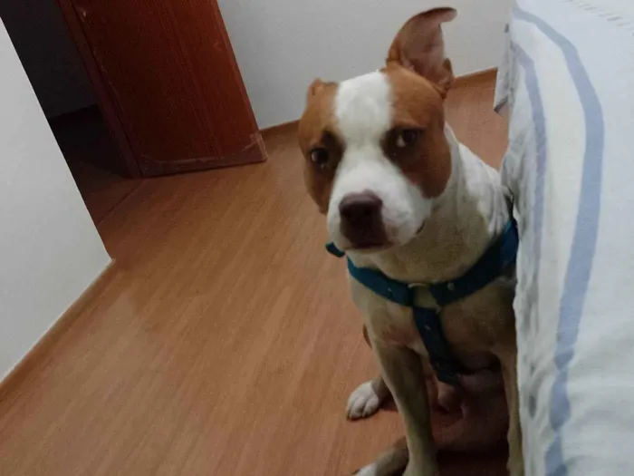 Cachorro ra a Pit-Bull idade 2 anos nome Luck