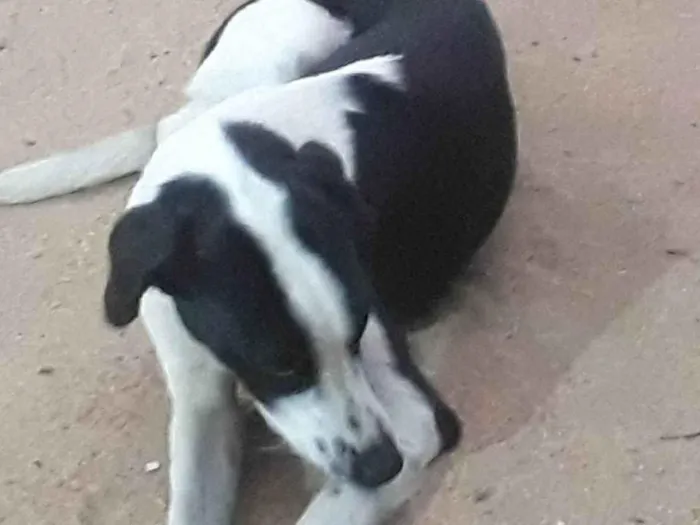 Cachorro ra a Perdigueiro  idade 7 a 11 meses nome Não tem nome 