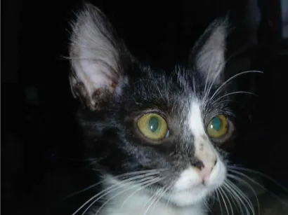 Gato raça SRD-ViraLata idade 2 a 6 meses nome Sem nome ainda 