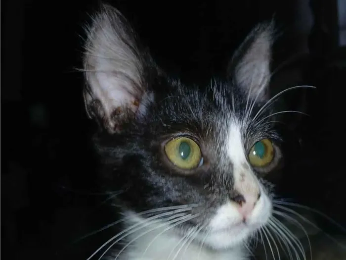 Gato ra a SRD-ViraLata idade 2 a 6 meses nome Sem nome ainda 