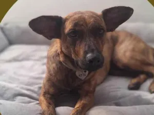 Cachorro raça SRD-ViraLata idade 1 ano nome Zita