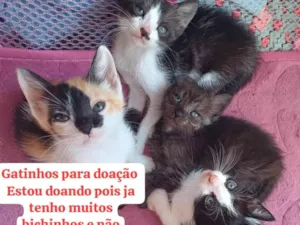 Gato raça SRD-ViraLata idade Abaixo de 2 meses nome Preciso de lar para esses gatinhos com urgência 