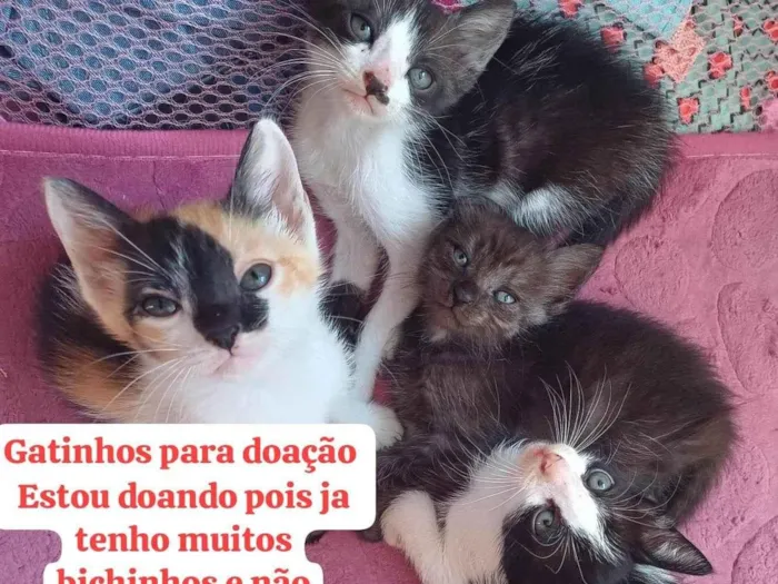 Gato ra a SRD-ViraLata idade Abaixo de 2 meses nome Preciso de lar para esses gatinhos com urgência 