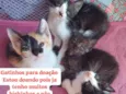 Preciso de lar para esses gatinhos com urgência
