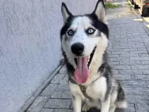 Cachorro raça Husky Siberiano idade 1 ano nome Set