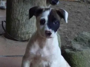 Cachorro raça SRD-ViraLata idade 2 a 6 meses nome Amora