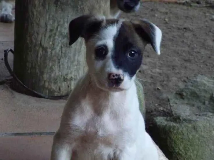 Cachorro ra a SRD-ViraLata idade 2 a 6 meses nome Amora