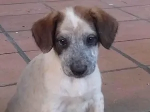 Cachorro raça SRD-ViraLata idade 2 a 6 meses nome Morango