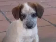 Morango